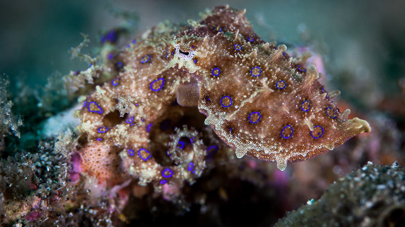 How The Blue-Ringed Octopus Flashes Its Rings | Physics Today | Marine ...